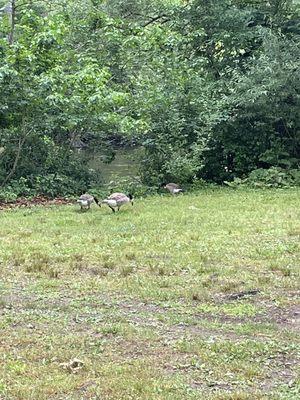 There's too much shit from Canada gooses at Delhi Metropark