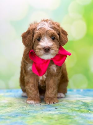 Springdale Labradoodles - Greensboro