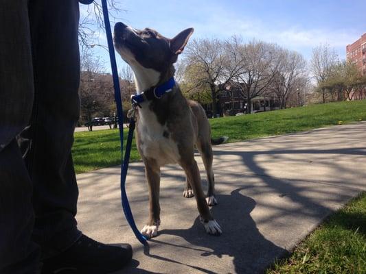 Prezbo gets to roam his neighborhood every day with his favorite Haymarket Hounds walker.