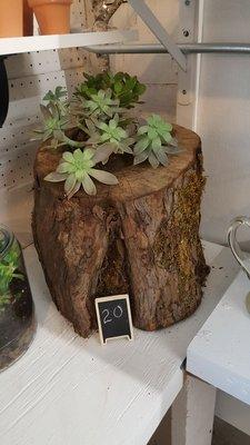 Cute decorative plants at the Salem Public Market!