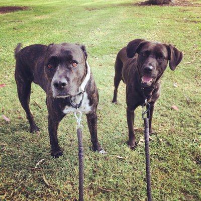 Olive and Nelson enjoying their walk!