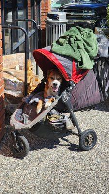 Adorable dog and a baby cart outside the mini Mart