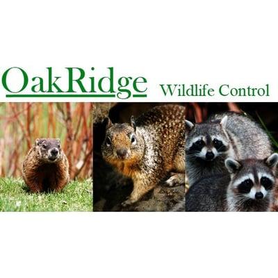 Oakridge Wildlife Control