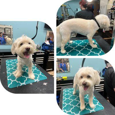 Tiny Little Paws Dog Grooming Services