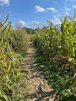 Corn maze