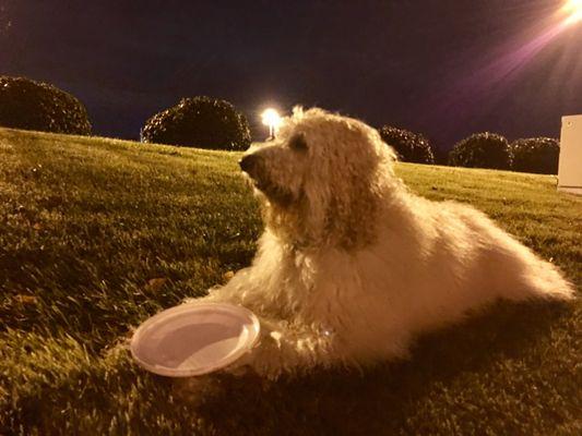 Riley: Therapy Golden Doodle