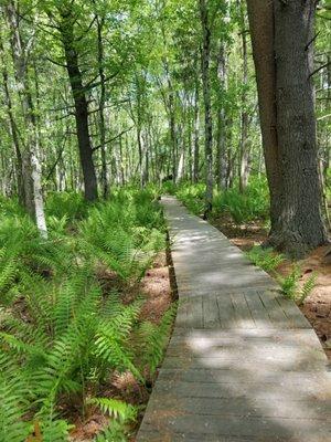 Nice shady area for a walk on a warm day. Just wide enough to pass a person.