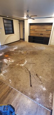 Carpet cleaning Before cleaning