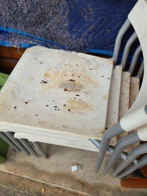 Rat urine and feces on chair