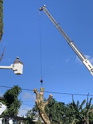 Removing one of the trunks, heavy and skilled rigging, cut, and move