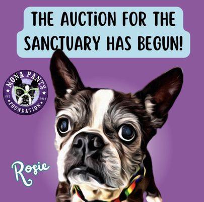 Mona Pants Foundation held an auction for the Senior Dog Sanctuary!