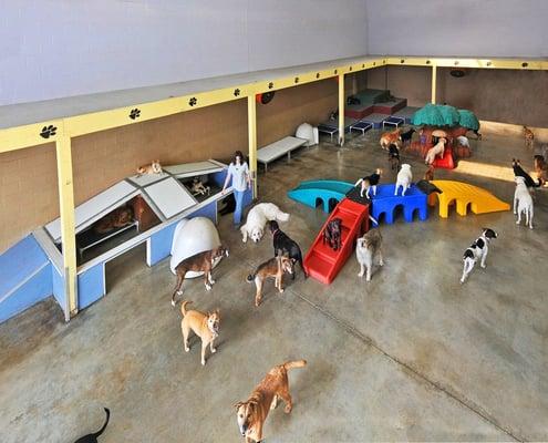 Large Dog Play Area