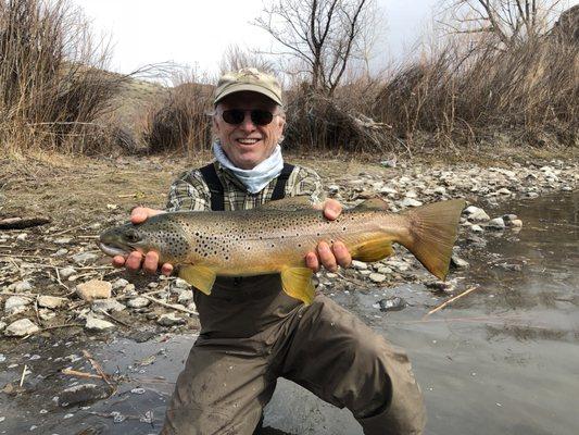 Big Brown in a dry fly