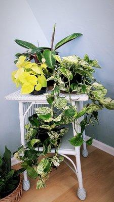 Indoor plants for sale