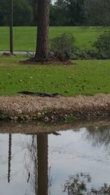 Little alligators Cemetery pets