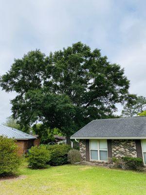 Larger tree in back yard with limbs over my roof.