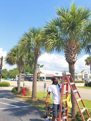 Finish work on this palm trees