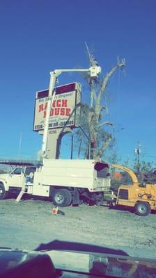 Tree removal