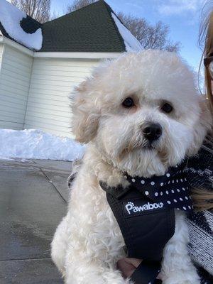 This is Wallace after his last groom. He looked and smelled AMAZING.