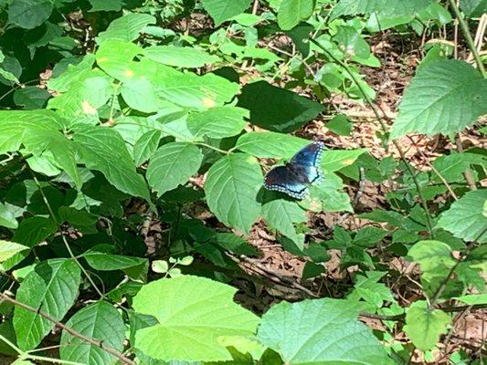 Spice bush swallowtail?