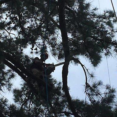 Tree Tech Tree Service