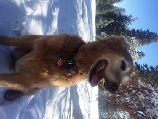 Dog Walker Heaven!  Lovely pet hikes on the trails in Park City Utah!