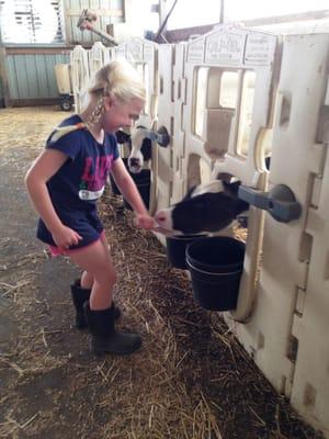 Feedbing the calves