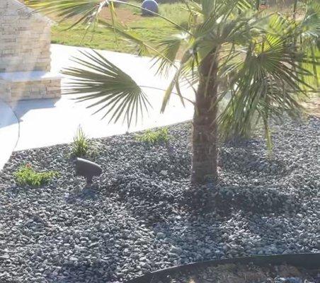 Black star rock really made a difference in this pool landscape in Axtell. And the beautiful Windmill palm !