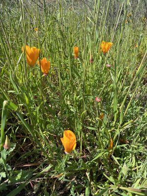 Wildflowers starting to bloom!