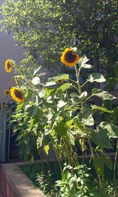 Summer on the Back deck!