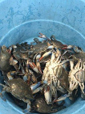 Our loot! 3 dozen blue crab for a boil today!