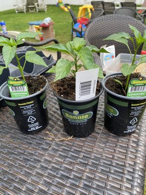 Cowhorn peppers(Italian long hots) and haberno peppers