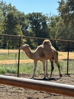 Camel-the last stop on the safari road