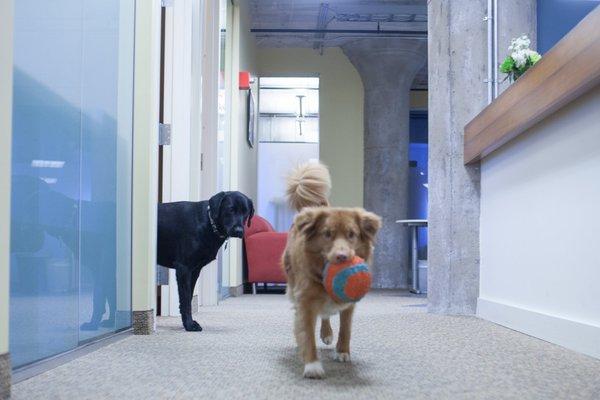 Maple and Shadow hard at work