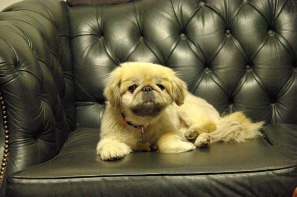 Friendly dog in the waiting room