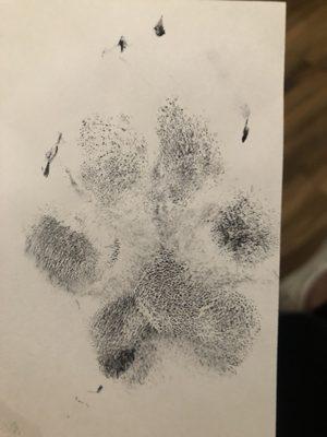 Paw print