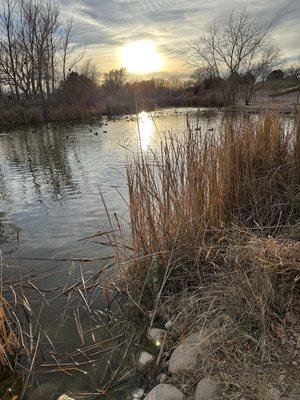 Pond with ducks at sunset.