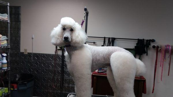 Standard Poodle when finished in a Lamb Clip.