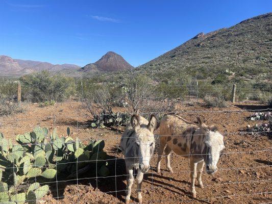 Burros in the Park!