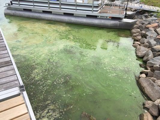 Blue/Green algae bloom at South Lake Center