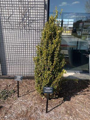 Boxwood tree