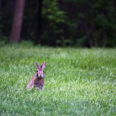 Bunny on the grounds!