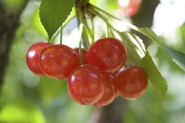 Pie Cherries