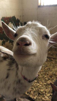 One of the barns friendly goats, Heidi!