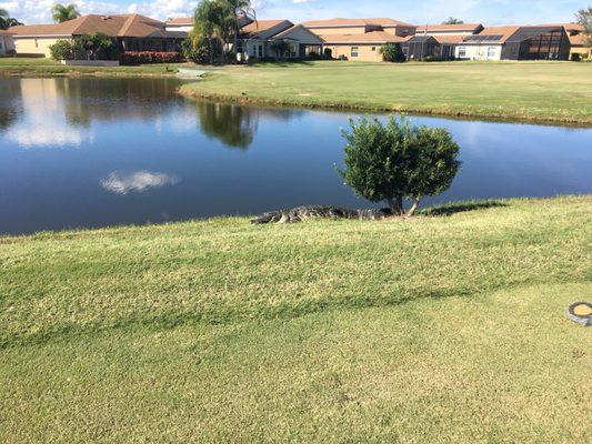 Just relaxing on the tee box