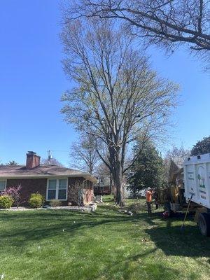 Diego's Landscaping & Tree Removal LLC