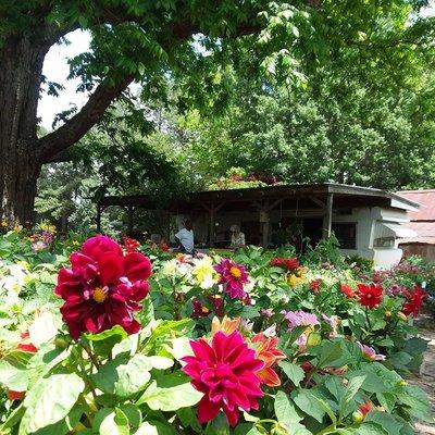 Long's Plant Farm