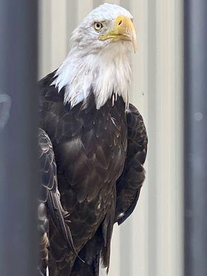 Rescued bald Eagle