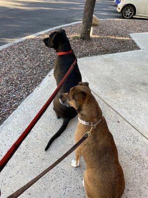 Perfectly behaved, walking together, both rescues.