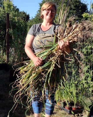 Garlic harvest was a success!